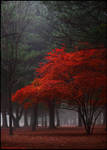 red tree by nayein
