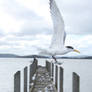 flight over jetty