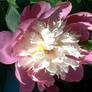 PINK peony