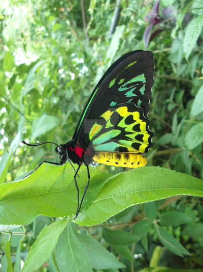 Rainbow Butterfly