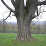 old tree 1