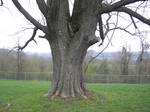 old tree 1