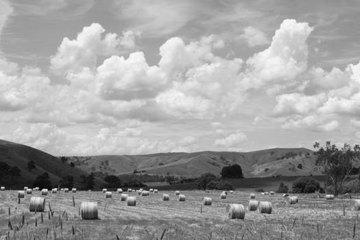 Sky and Fields