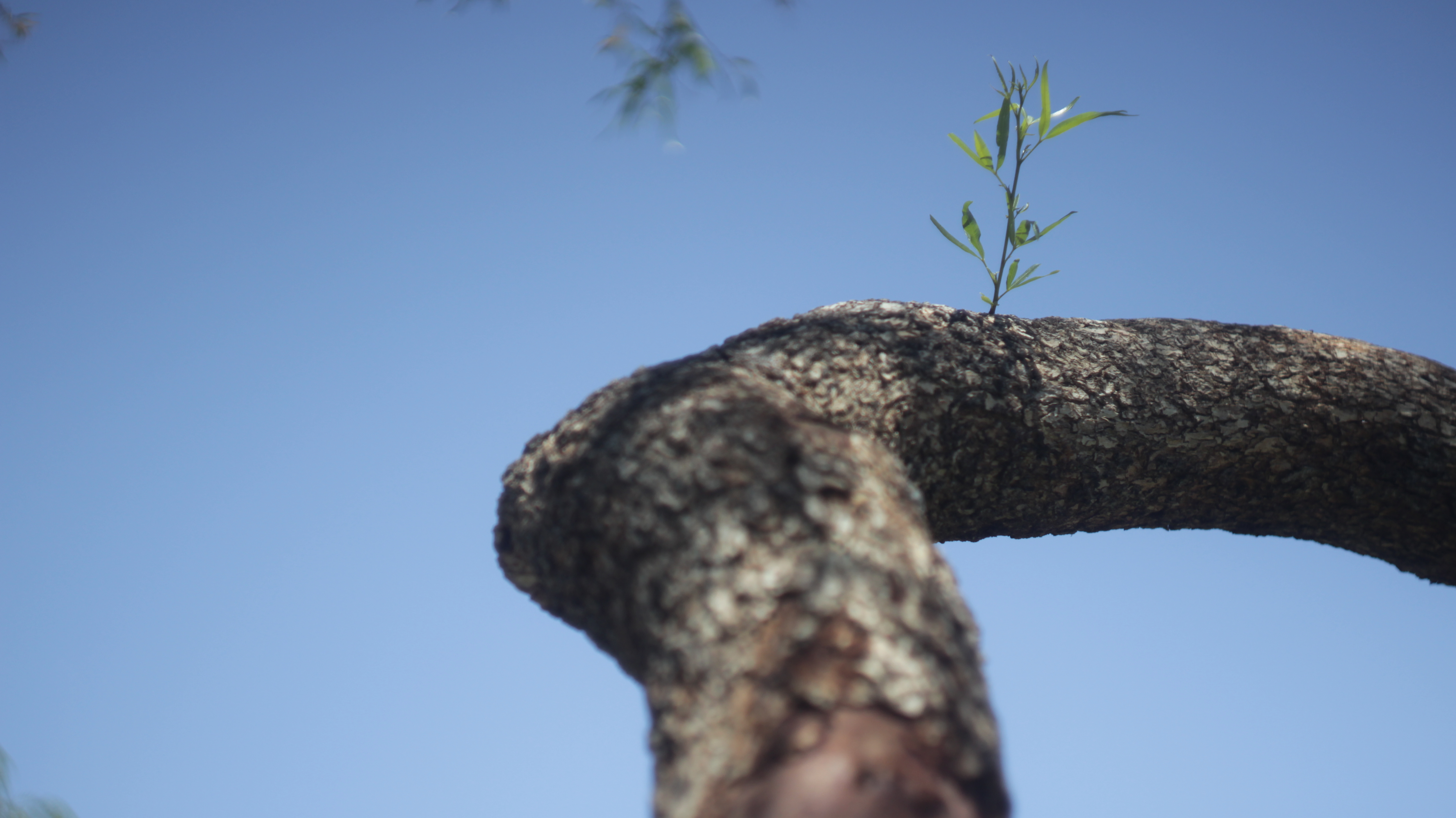 Funny Little Branch