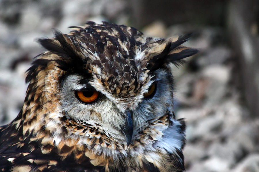 Eagle-Owl