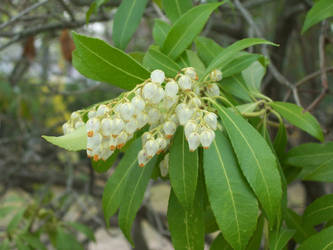 Bell flowers