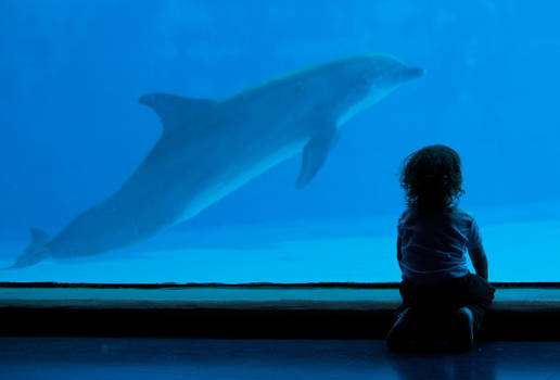 Child and dolphin