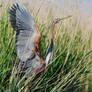 Purple Henron Ardea Purpurea