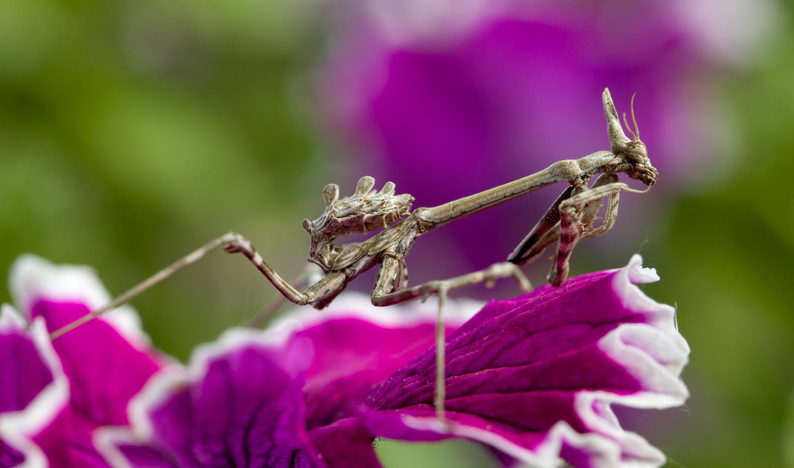 Empusa Pennata #3