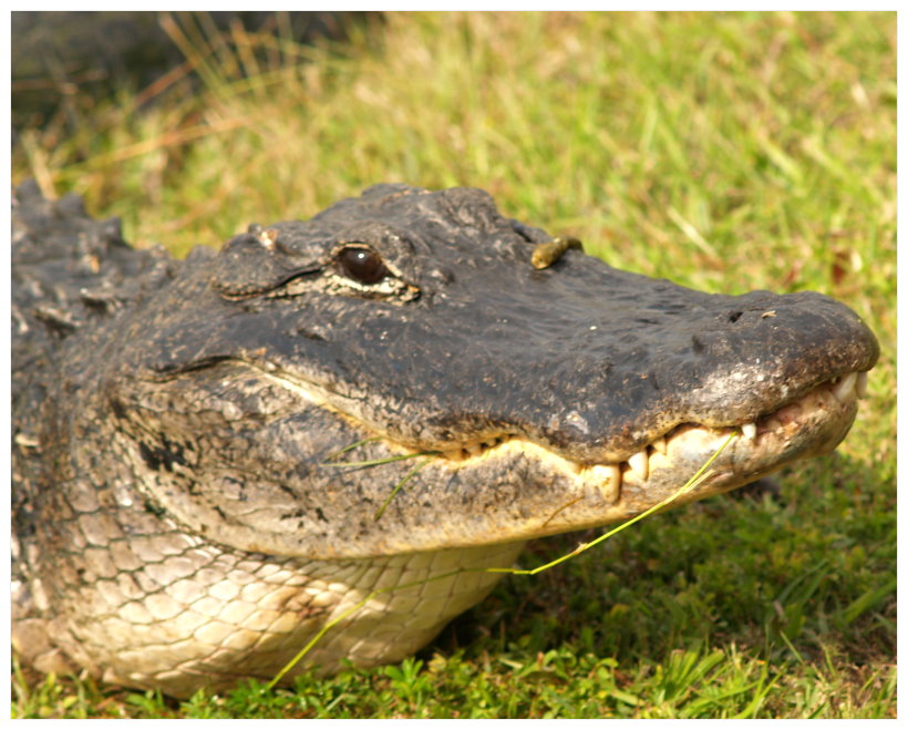 gator04