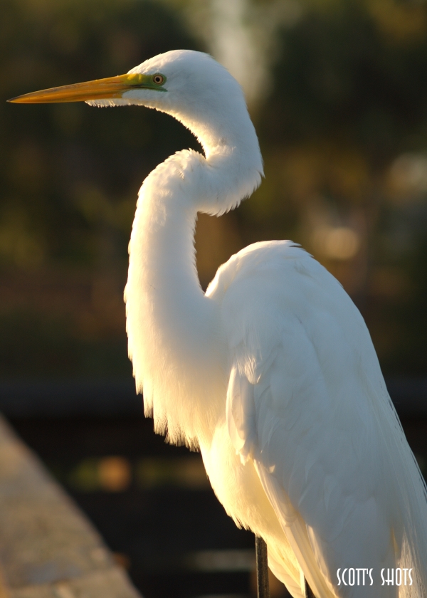 Florida Wetlands Birds 42