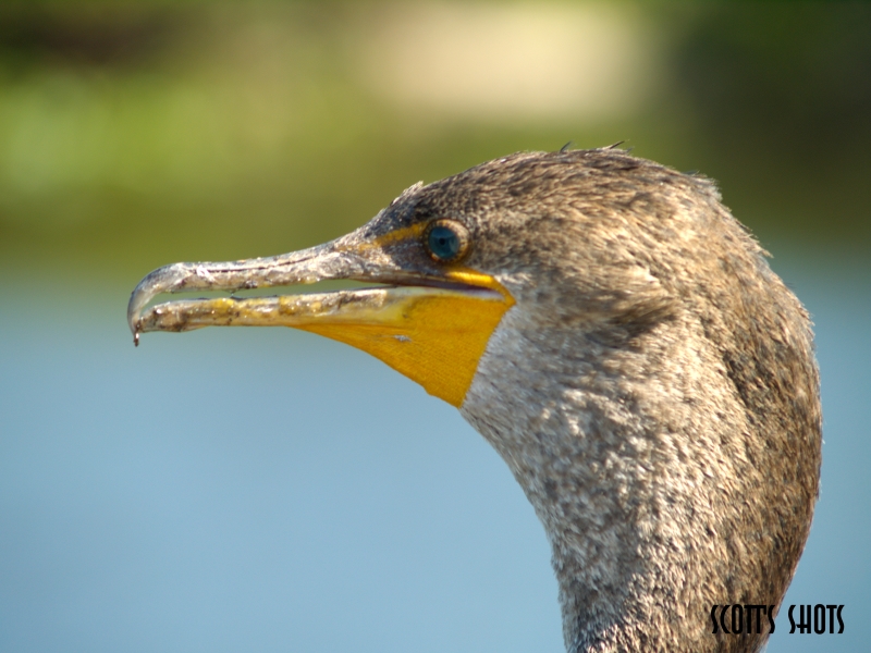 Florida Wetlands Birds 69