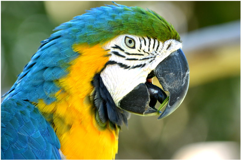 Parrot 04