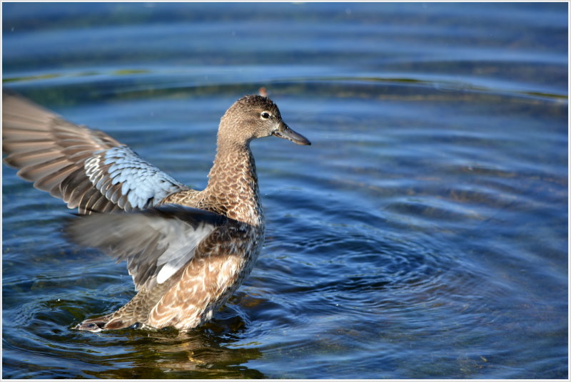 Florida Wetlands Birds 76