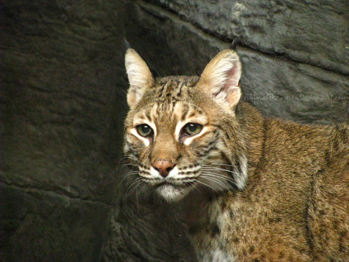 Siberian Lynx