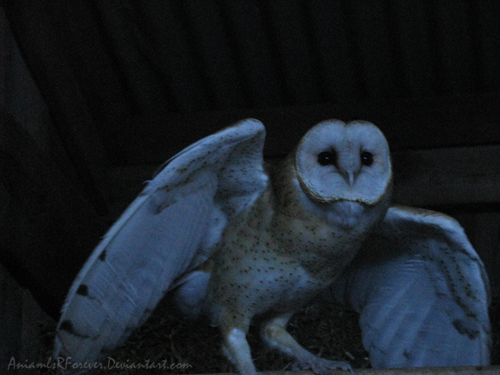 Barn Owl