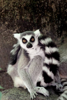 Ring-Tailed Lemur