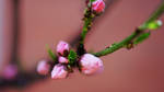 Primavera by Nataly1st