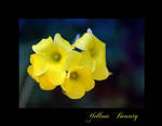 Yellow beauty by Nataly1st