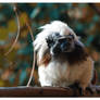 Little Tamarin