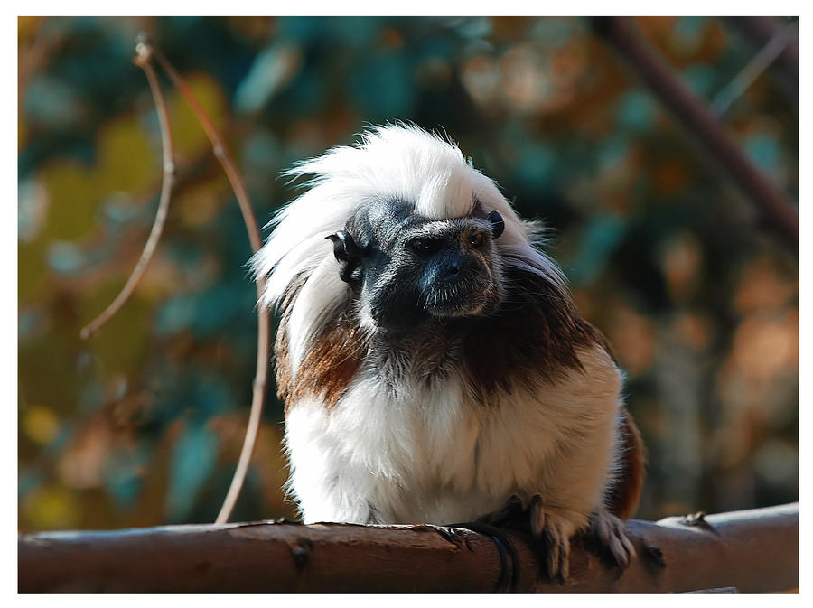 Little Tamarin