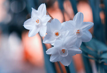 Narcissuses