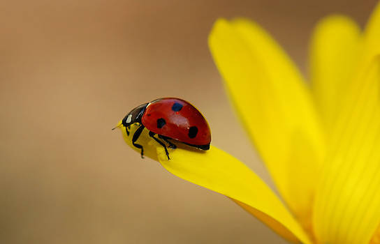 Happy Ladybug