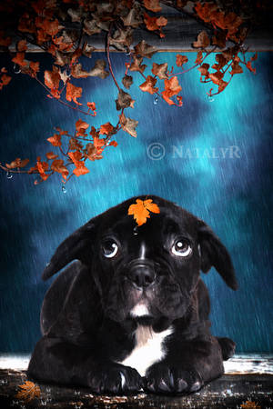 Rainy... by Nataly1st Rainy... by Nataly1st