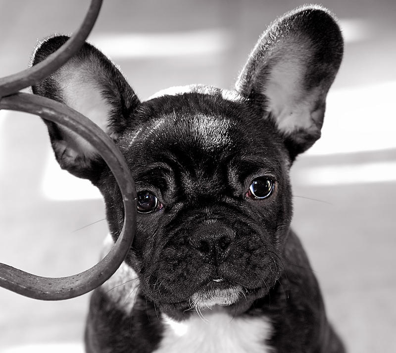 Zeus by Nataly1st Zeus by Nataly1st