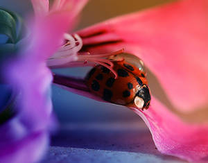 Cheerful ladybug