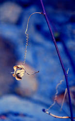 Leaf on the wind.... by Nataly1st