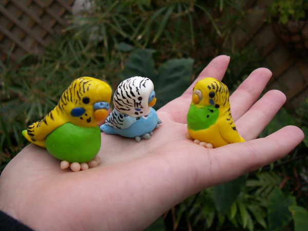 budgies