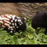 Tapirs