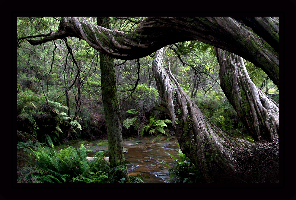 Enchanted forest...edit