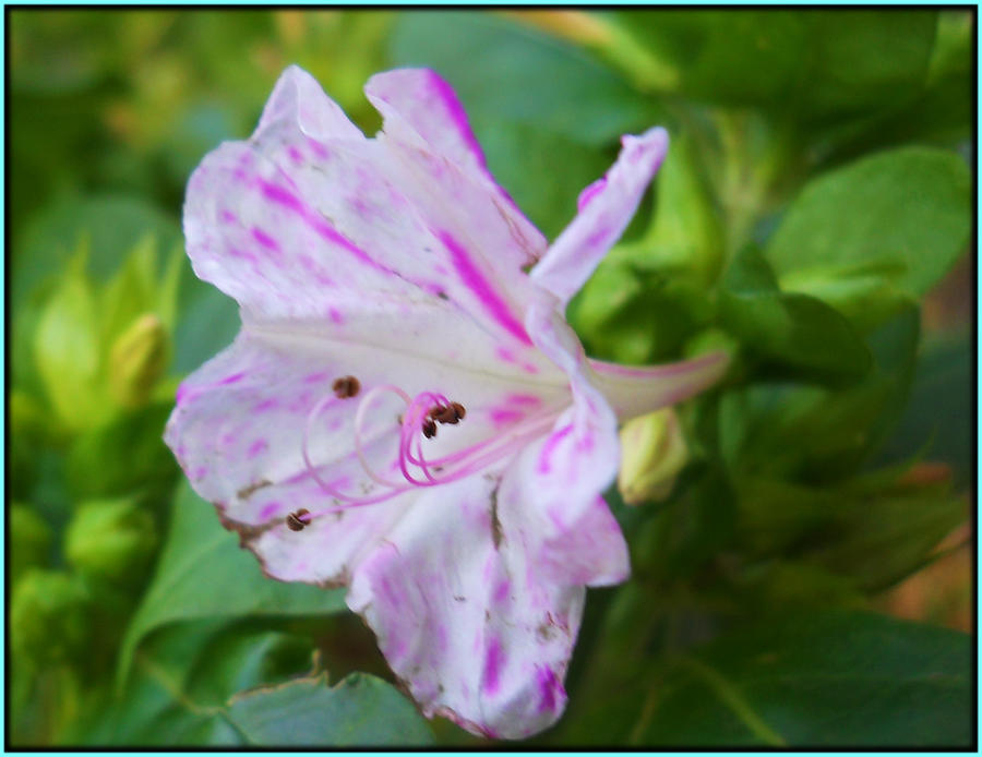 Florikethis flori 4 by adriantiberiu76 on DeviantArt