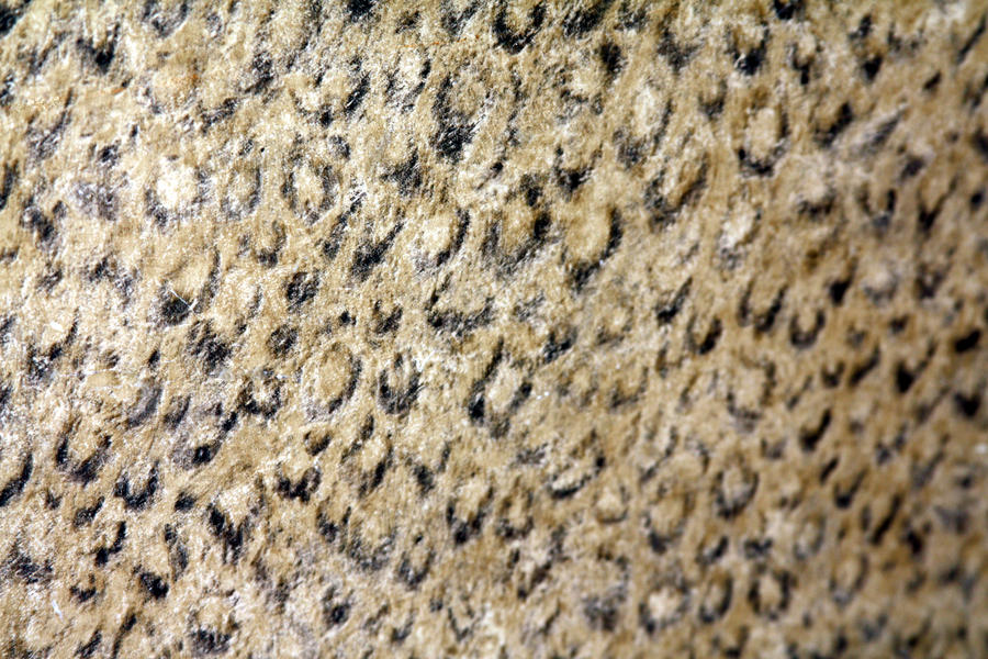 Paper Texture Animals animal print paper texture by beckas on DeviantArt
