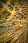 golden grass texture by beckas