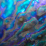 abalone shell texture 3