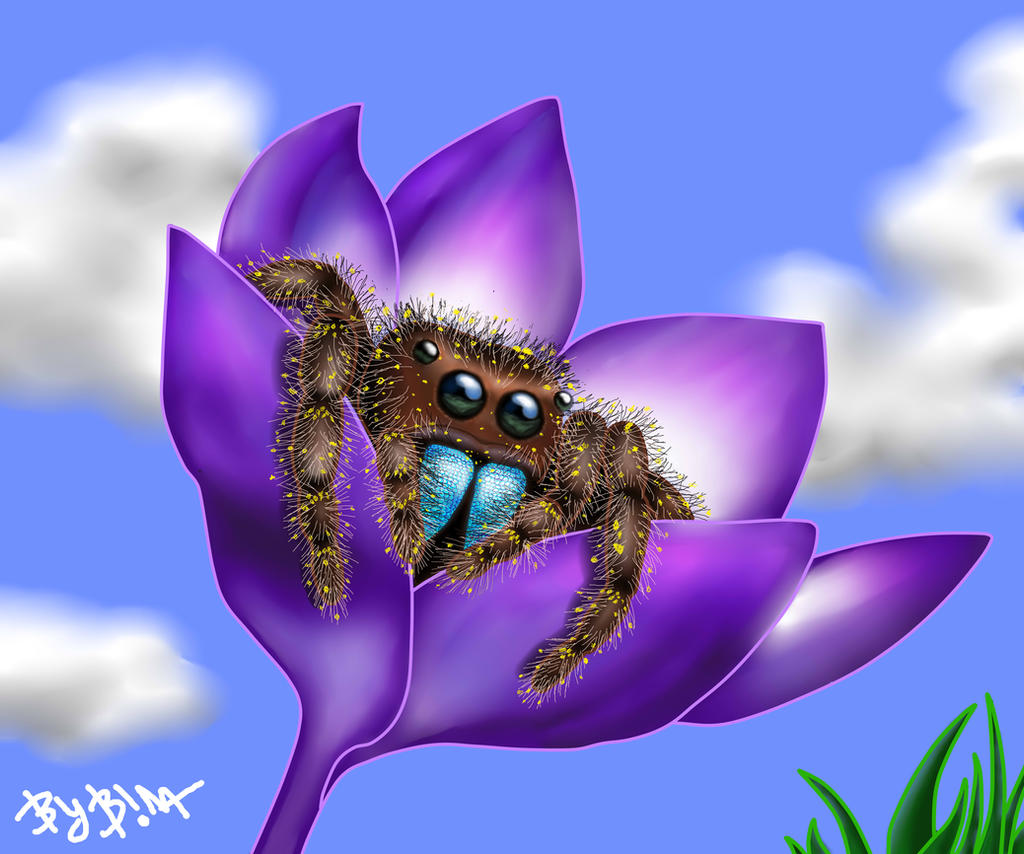 Spider Insect Deviantart Spider) by SerisaBibi on DeviantArt