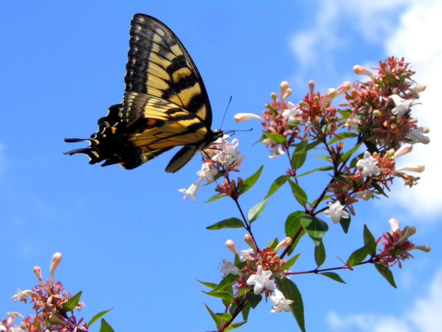 heavenly butterfly 5