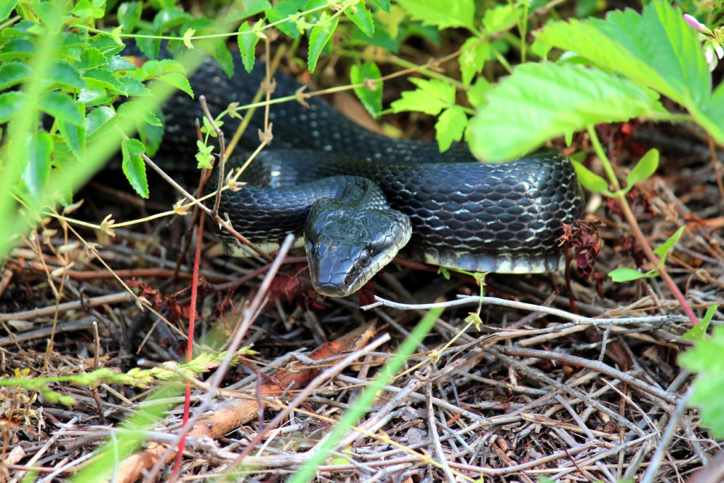 Black Snake Attack 2