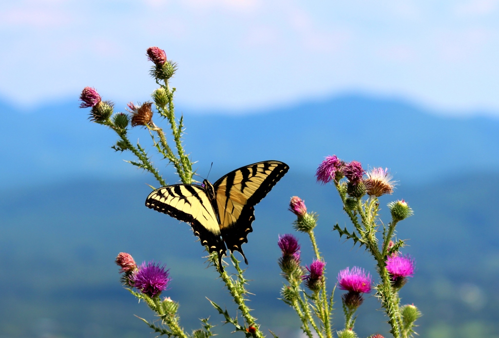 Mountian Butterfly 4