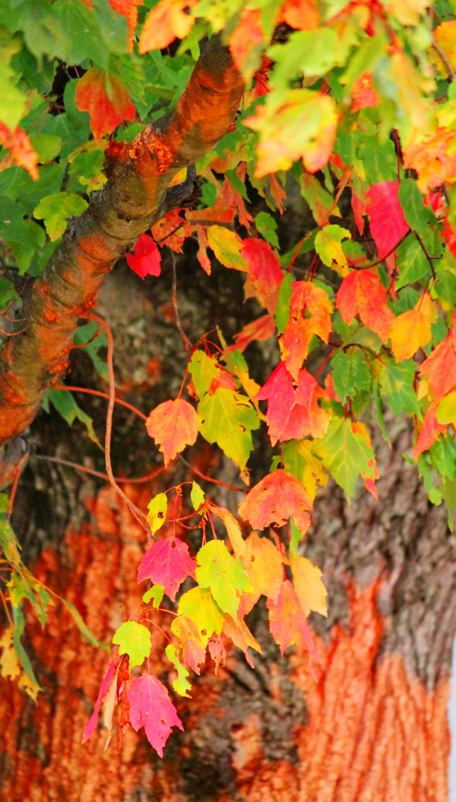 Fall In Sunset Light