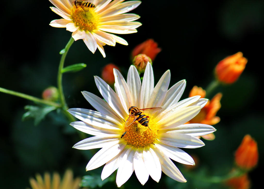 Hover Bees On Stage