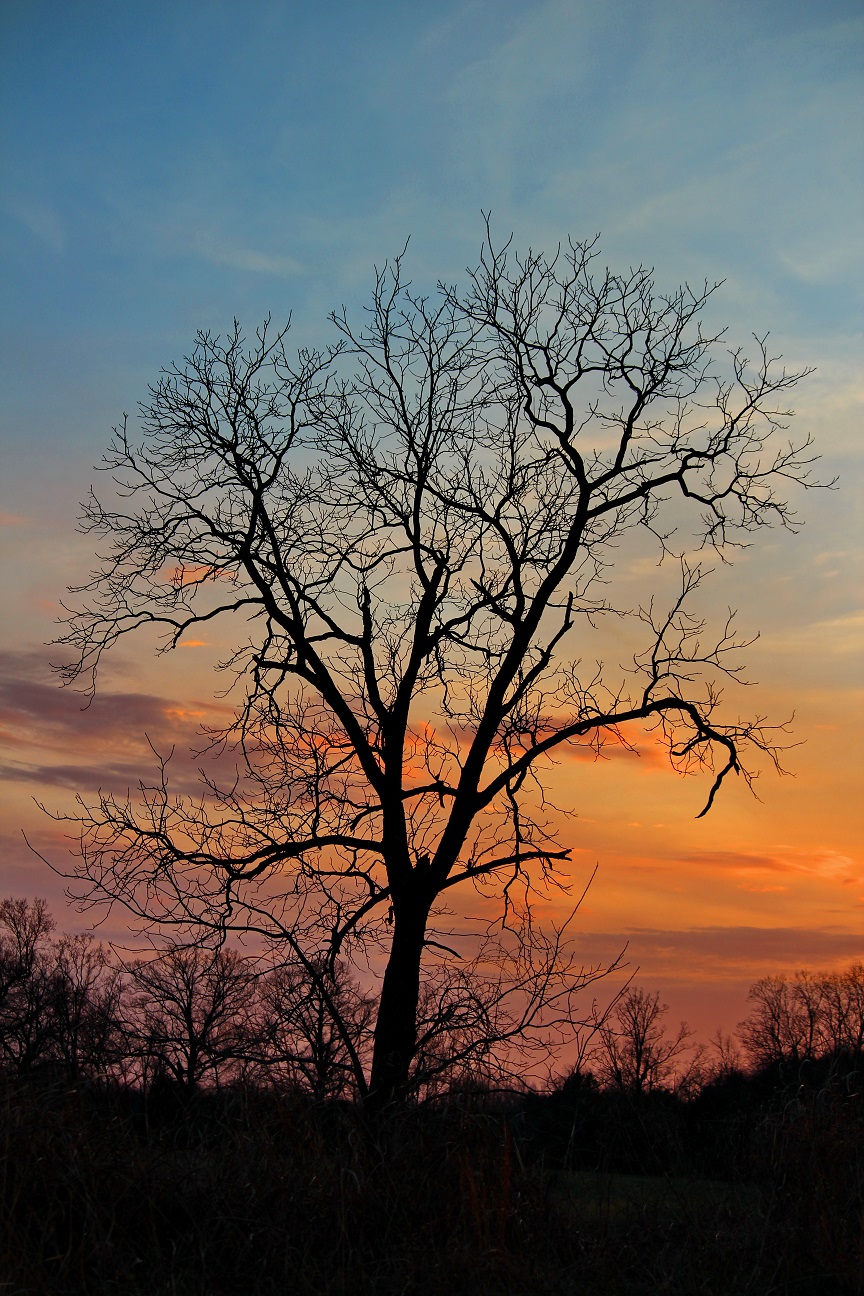 Winters Tree