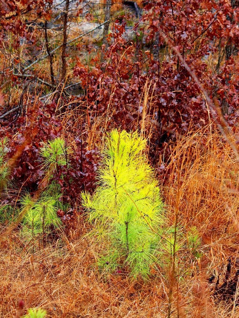 Florescent Young Pine