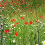 Poppy field