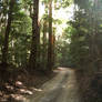 Trail in rainforest