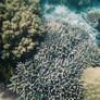 Underwater-corals