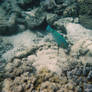 Underwater-parrot fish